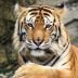 just_a_tiger_silver avatar