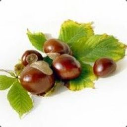 chestnut2 avatar