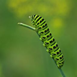 CaterpillarEmpire avatar