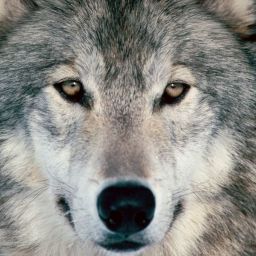 WolfBoos avatar