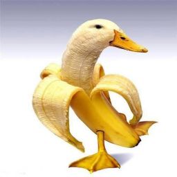 duckyswuckys avatar
