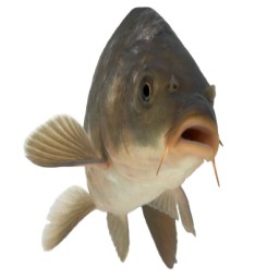 Ryba avatar
