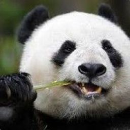 racist_panda avatar