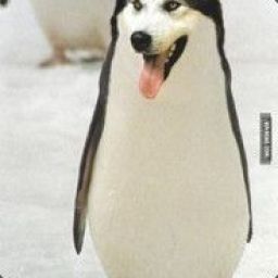 penguin11 avatar