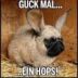 der_mops avatar