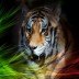 tygryska007 avatar
