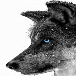 camo_the_wolf avatar