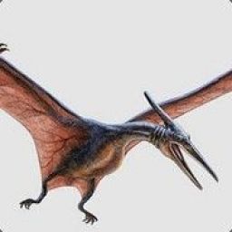 Pterodactyl Porno