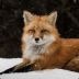 fox_game1 avatar
