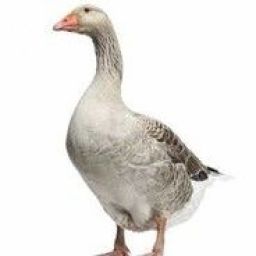 Goose_TV avatar