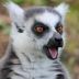 lemur5 avatar