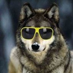 the_wolf_s avatar