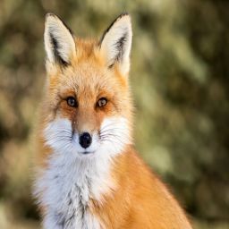Foxy133 avatar