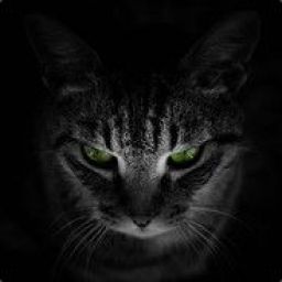 darkcat3 avatar