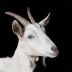 the_great_goat avatar
