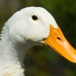 DuckWeller avatar