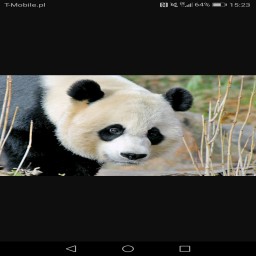 Panda876666 avatar