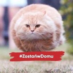 dominik_kocot avatar