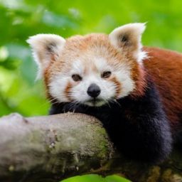 PandaRudaGra avatar