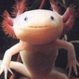 salamander3 avatar