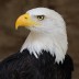 Eagle132pl avatar