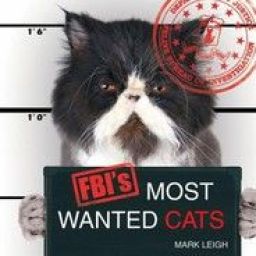 wanted_cat avatar