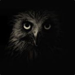 owl19 avatar
