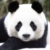 Panda_22 avatar