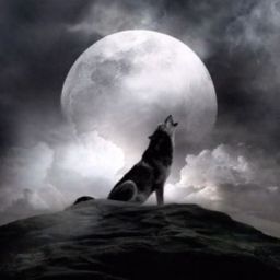 wolfy24 avatar