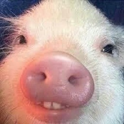 PiggyThePig avatar