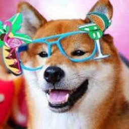 shiba6 avatar