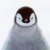 penguin34 avatar