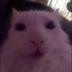 sussy_cat avatar