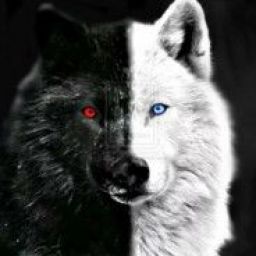 wolf203 avatar