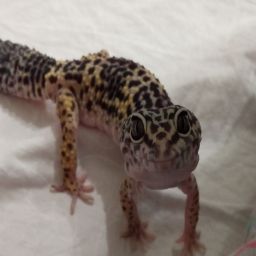 GECKUS avatar